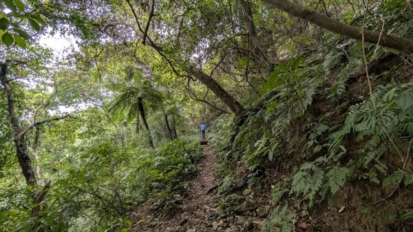 115.04.11啦卡步道-大刀山之旅3034647