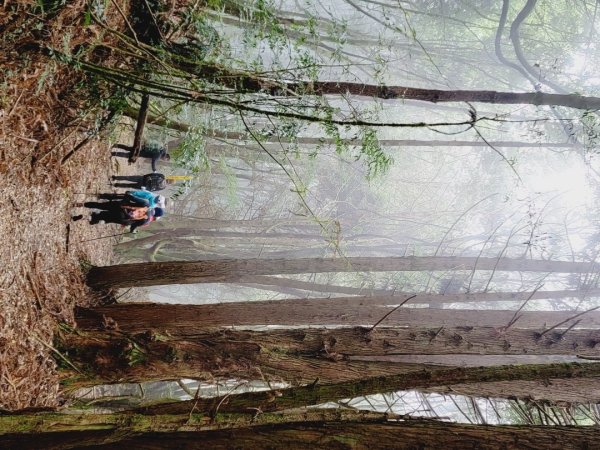 雪見大板根-202502222859810