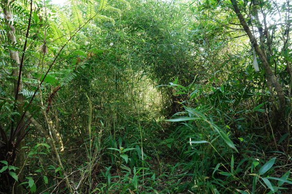 新北 雙溪 溪尾寮山、東柑腳山、柑腳山2581793