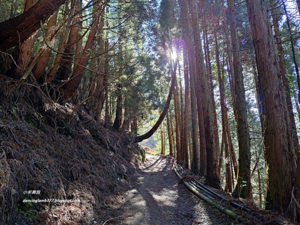 【南投】合歡溪步道：遠得要命的櫻花鉤吻鮭2912228