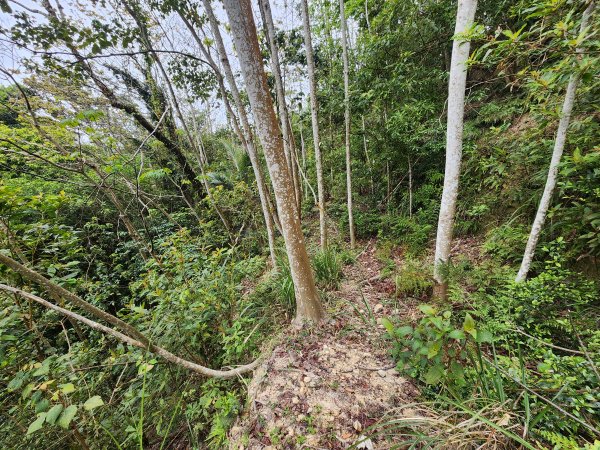 20250329東坑山八角崠山打鹿坑山2798895