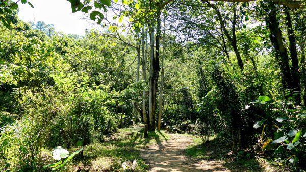 三汀山,苗圃,蝙蝠洞2787351