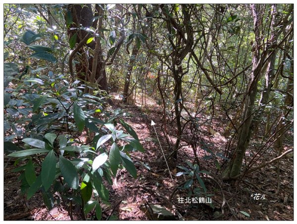 北松鶴山、德芙蘭步道 (台中 和平)2922149
