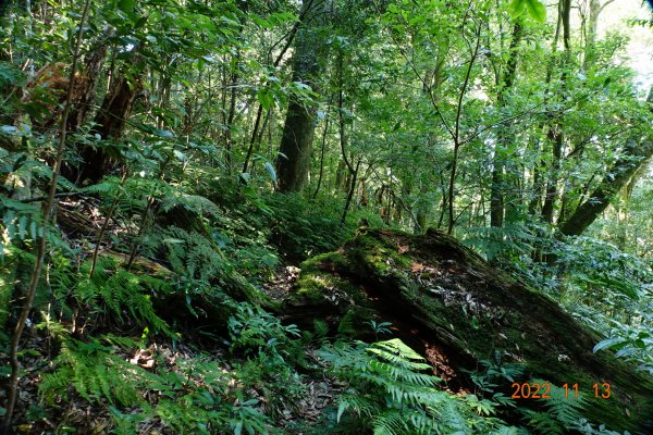 南投 仁愛 再生山(安達山)1913669