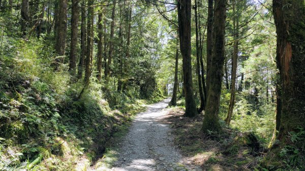 山毛櫸步道,望洋山步道2587703