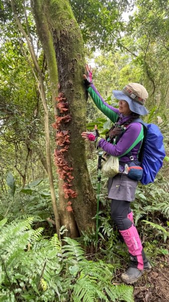 銀河洞越嶺貓空-新高麗坑山-銀獅縱走-猴山岳群峰+三條魚縱走3033527