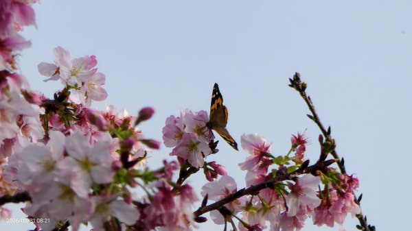 #大鳳蝶 (雌無尾) #綠繡眼 #頂湖小鎮 #紫藤 #觀音山 #日出 #天元宮 #吉野櫻 3/313026519