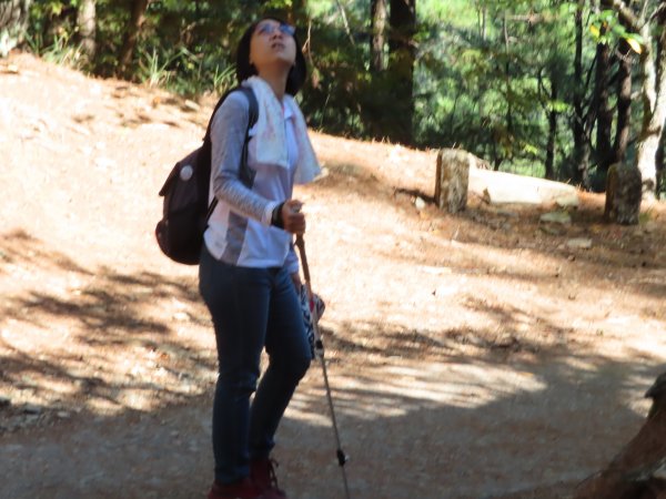 如童話般的森林步道-武陵桃山瀑布步道1190799