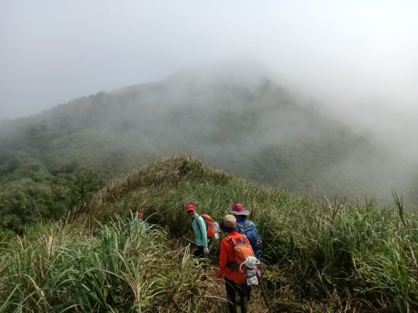 雙溪區鶯子頂山-950峰-鶯子嶺去回3033896