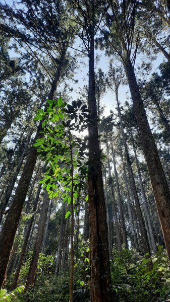 《南投》竹林台灣杉｜溪頭山竹崙山志騰山O繞202302182035901