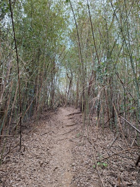 文林古道(鄧雨賢公園起登)202401222696184