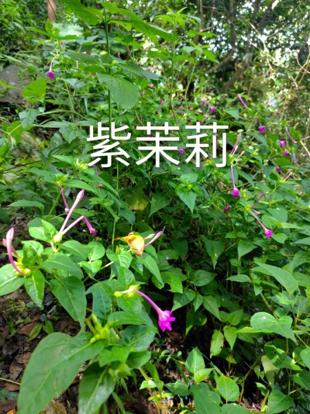 烏山、刣牛湖山、竹子尖山2891966