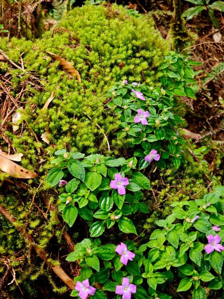 三星山-小百岳#85-宜蘭縣大同鄉2827523