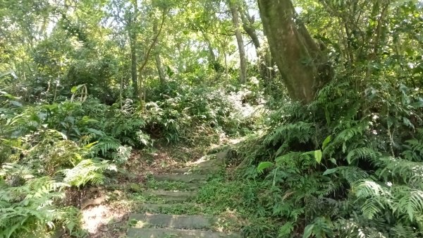 瑞芳區長興宮-粗坑口步道-觀音堂步道-碇內尖-長興宮O型3079032