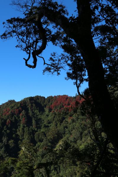 鳶嘴稍來賞楓行235546