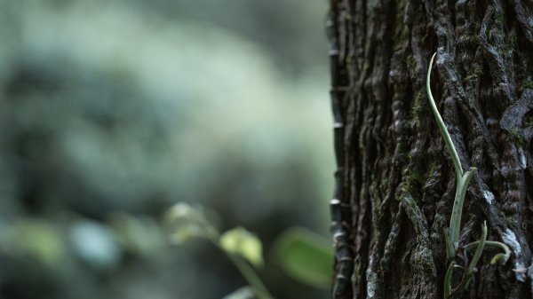 鴛鴦谷瀑布步道群｜新竹尖石水田部落3041992