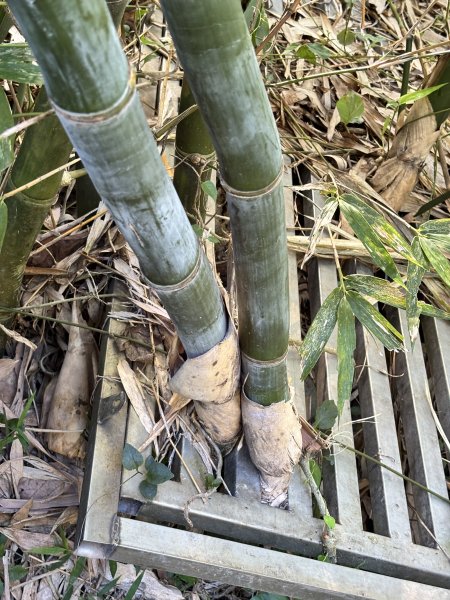 天母古道 + 紗帽山2913891