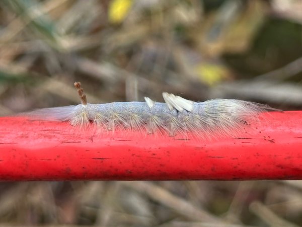 阿拔泉山、觀音石山、紅南坑山、獨立山2650790