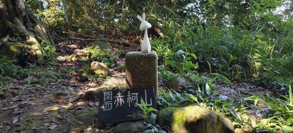 2025/08/09_赤柯山+東獅頭山步道2856294