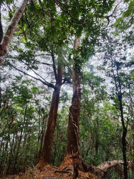 谷關老八阿冷山2699796