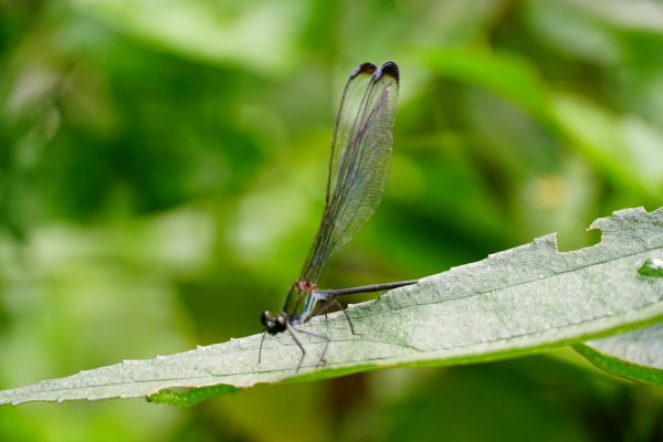 埔里彩蝶瀑布之國姓鄉眉冷山及糯米橋1466193