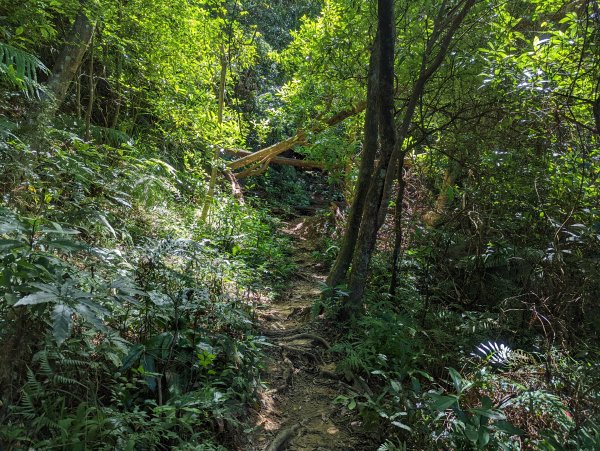 大溝溪生態治水園區。龍船岩。大崙頭山(小百岳)。圓覺瀑布1750680