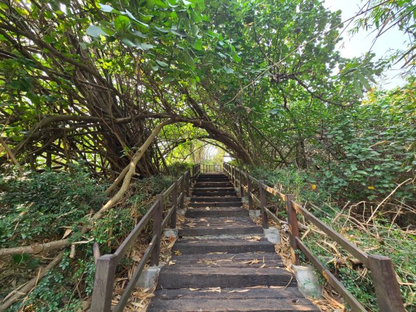 北頭洋生態健走步道3023999