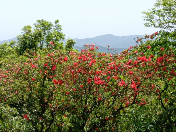 雙溪區不厭亭+牡丹山+樹梅坪+鷹石岩山神廟+不厭亭+奉憲示禁碑+三貂崙+不厭亭8字走2766282