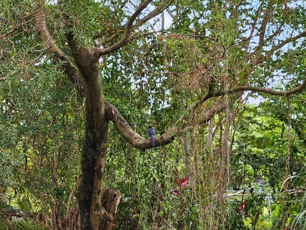 月眉坑瀑布步道.卯澳.雙柑公路2224827