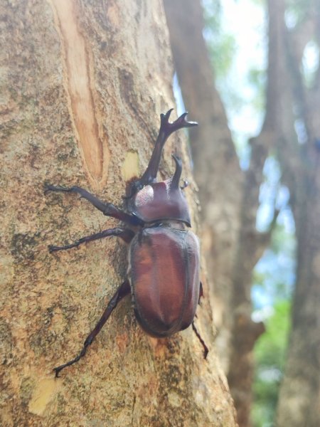 夏日甲蟲祭典（羊稠森林步道，龜山福源山-山佳車站）2826596