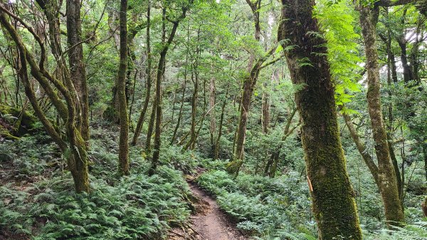 新北烏來-塔曼山1880754