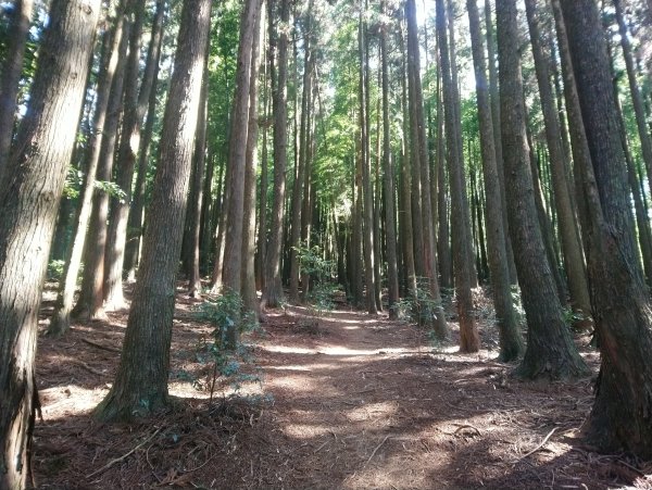 鳶嘴西稜 長壽山 醜崠山來回894703