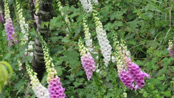 風雨中朦朧的嘉明湖19493