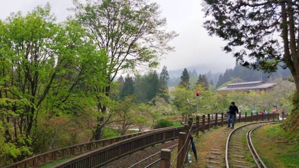 阿里山蒸氣火車活動日期查詢查詢909584