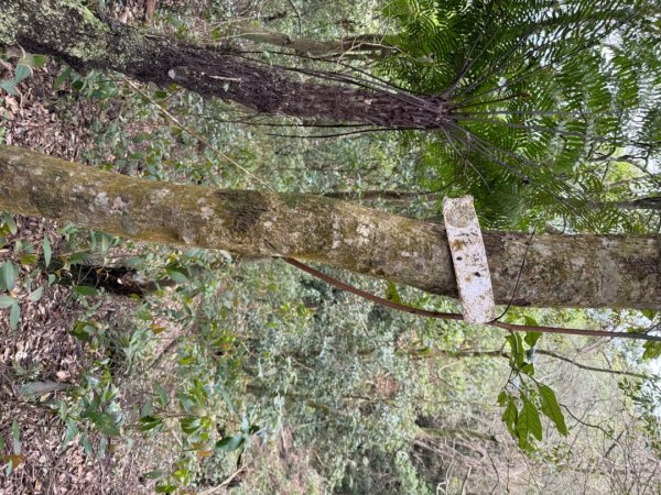 桂山路197巷 》呂奔山北峰 》呂奔山 》阿玉壩2755810