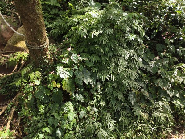 [百山百鳥尋旅-11/15] 2025_0927 大屯主峰-連峰步道_大屯山南峰2899393