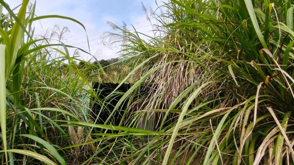 新北深坑，新翠谷登山步道3029707