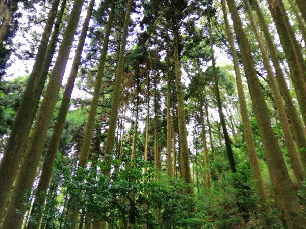 苗栗南庄～陡上陡下無冷場台灣富士山加里山1086980