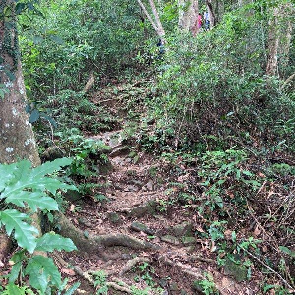 關西赤柯山、東獅頭山步道2278791