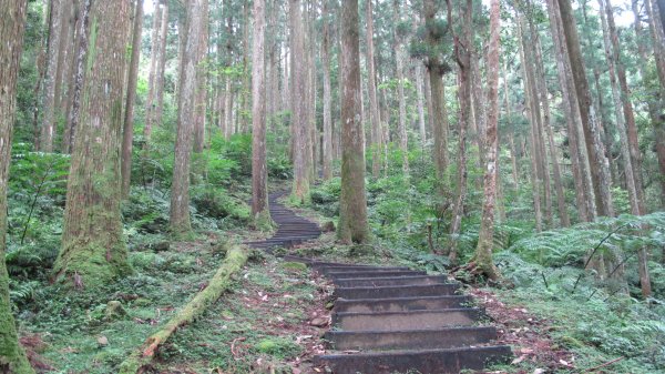 東眼山自導步道593516