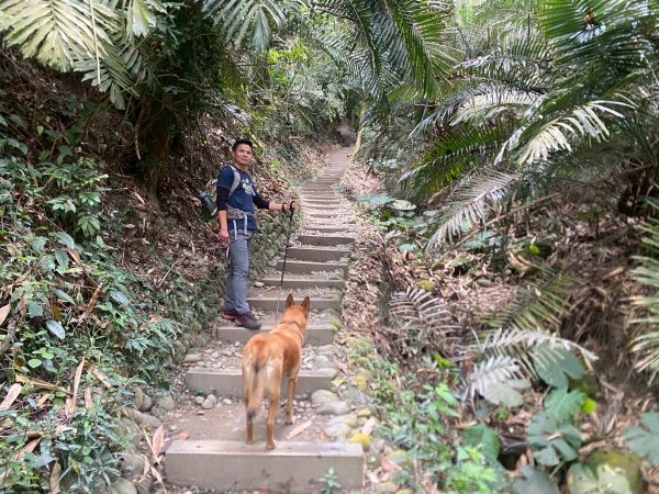 田中森林步道.赤水崎步道.龍過脈步道【都是友善石虎的好地方!!】2766679