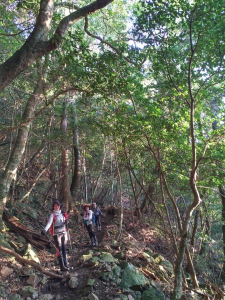 南庄騰龍山杜鵑嶺加里山1675902