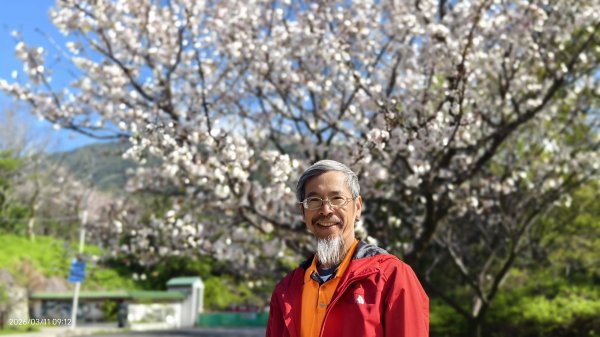 #中山樓 #陽明公園 #十八份 #吉野櫻 #墨染櫻（花葉同開/右側/左側大寒櫻） 3/113013197