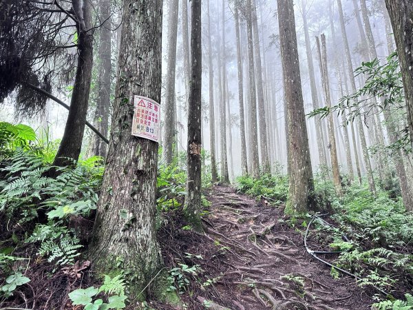 絕美柳杉林民都有山涼爽舒適2604529