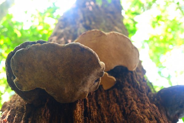 光影森林-那結山縱走貴妃山773708