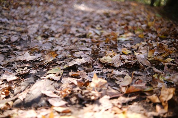 霞喀羅古道2723284