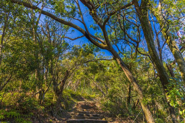 [台北]大崙頭山、碧山巖、忠勇山2746155