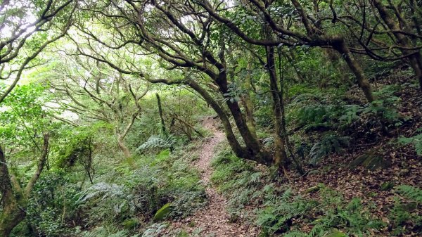 枕頭山(巴拉卡山,菜公坑山)2200067