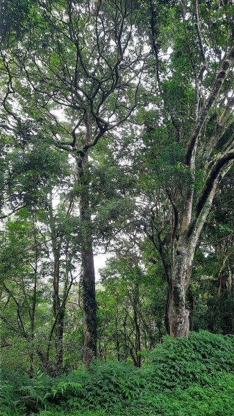 《苗栗》關刀出關｜三義關刀山出關古道(聖關段-苗56)202509052878779