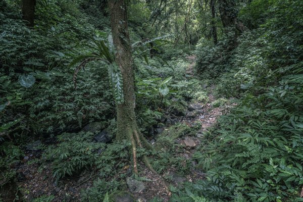 枋山坑+中坑古道連走1475157